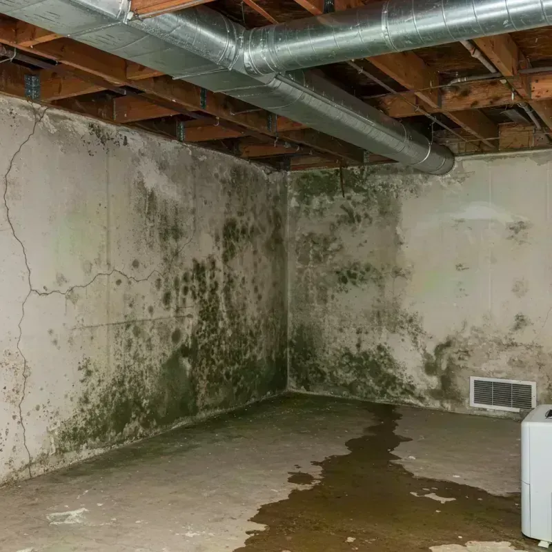 Professional Mold Removal in Williamson, WV